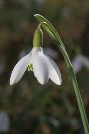 Close-up shot of snowdrops - Concept of spring comingの写真素材