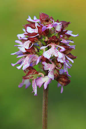 A close-up shot of a rare wild orchid over a green field at springの写真素材