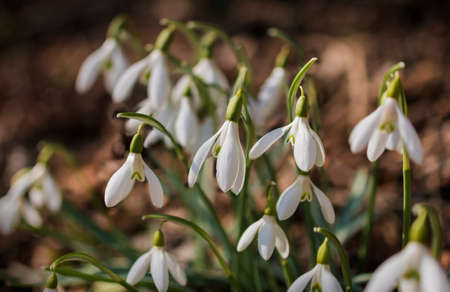 Snowdrops close-up shotの写真素材