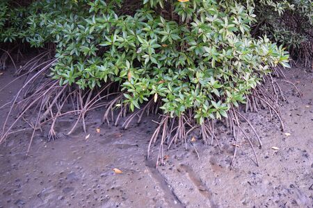 Root of Mangroveの写真素材
