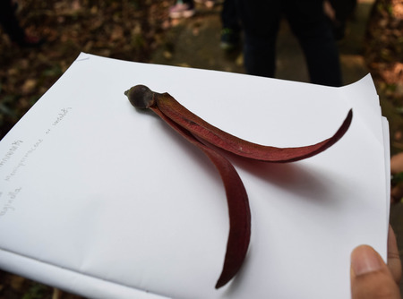 Winged of Dipterocarpus on white noteの写真素材