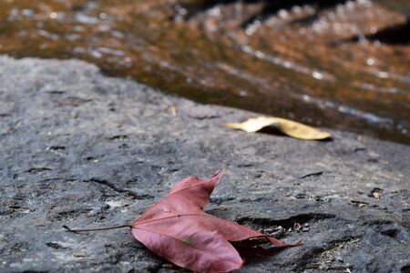 Maple on rockの写真素材