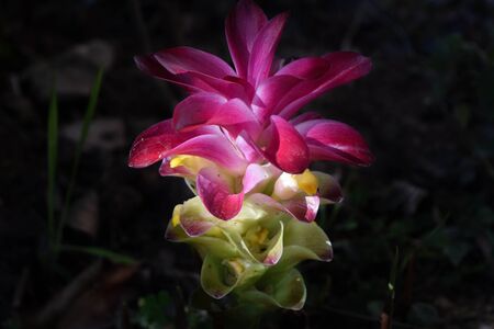 Curcuma sessilisの写真素材