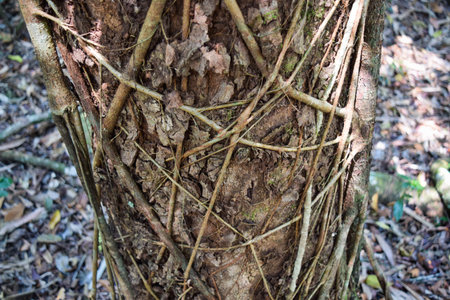 VINE on tree