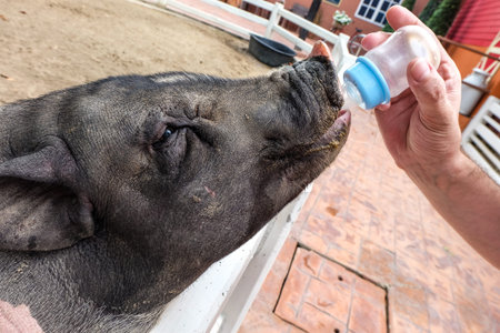 Pig drinking milk from the bottleの写真素材