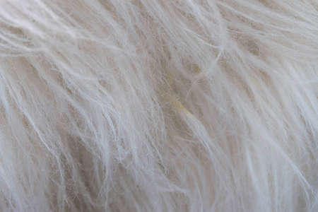 white fur texture backgroundの写真素材
