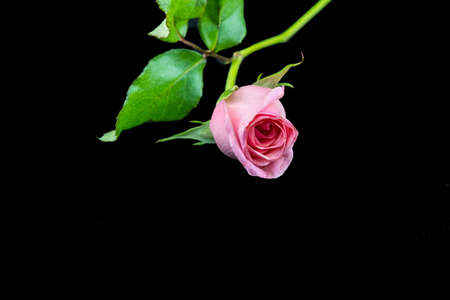 Light pink rose isolated on black backgroundの写真素材