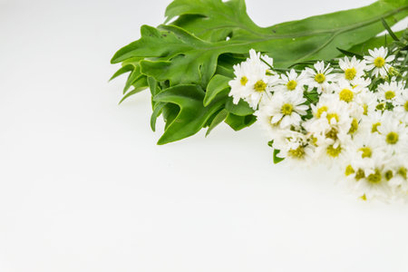 White cutter flower with leaves.White Background.Top area focusの写真素材