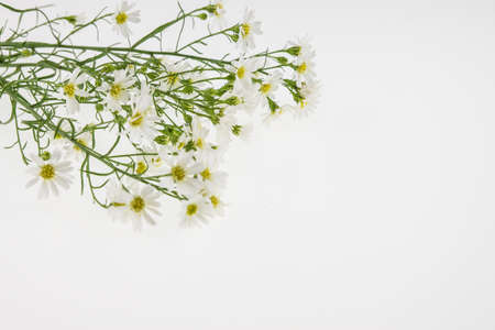 White cutter flower, Name of Science Aster sp.White Backgroundの写真素材