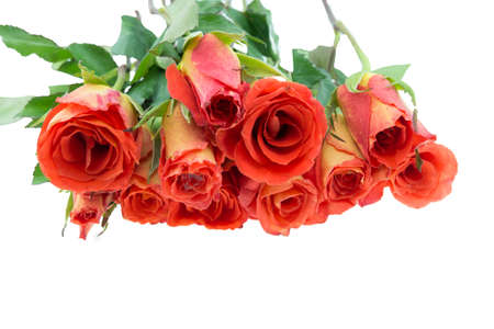 orange rose isolated on whiteの写真素材