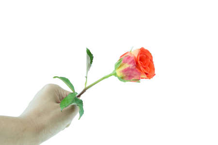 Hand hold orange rose isolated on whiteの写真素材