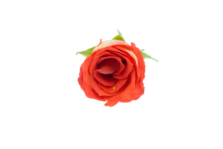 orange rose isolated on whiteの写真素材