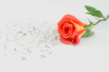 orange rose isolated on whiteの写真素材