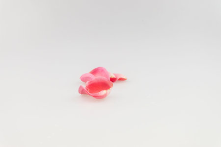 Light pink rose petal on white backgroundの写真素材