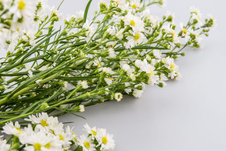 White cutter flower, Name of Science Aster sp.White Backgoundの写真素材