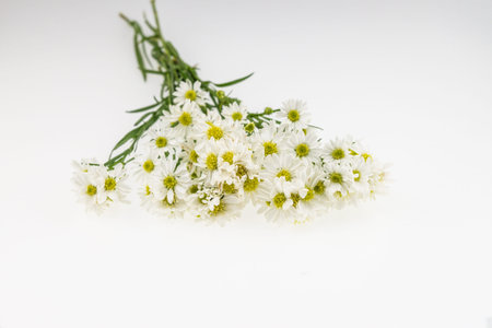 White cutter flower, Name of Science Aster sp.White Backgoundの写真素材