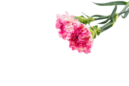 Beautiful pink flower on white backgroundの写真素材