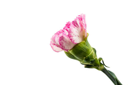 Beautiful pink flower on white backgroundの写真素材