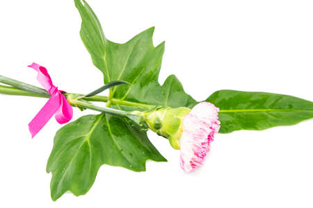 Beautiful pink flower with fresh green leaf tied  by pink ribbin  on white backgroundの写真素材