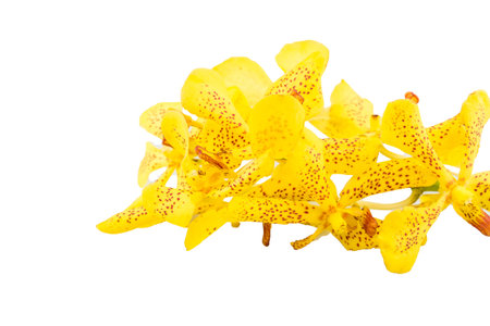 Mokkara yellow Orchid flower isolated on whiteの写真素材