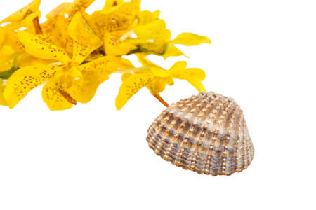 Mokkara yellow Orchid flower and Sea shell isolated on whiteの写真素材