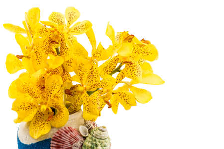 Mokkara yellow Orchid flower isolated on whiteの写真素材