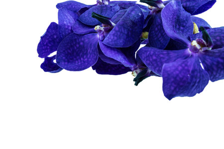 Purple orchid flower, isolated on whiteの写真素材