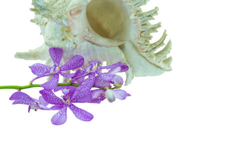 Pink mokara orchids and sea shell  isolated on white backgroundの写真素材