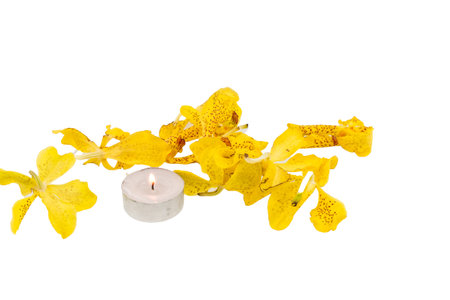 Mokkara yellow Orchid flower with candle  isolated on whiteの写真素材