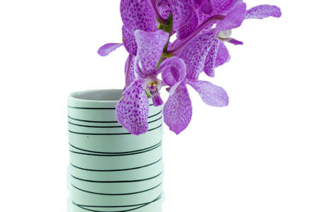 Pink mokara orchids in vase isolated on white backgroundの写真素材