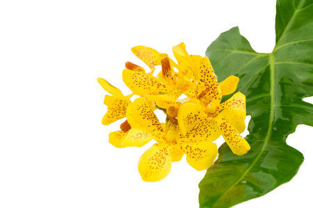 Mokkara yellow Orchid flower with green leaf isolated on whiteの写真素材