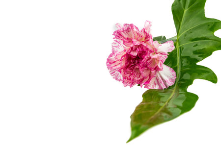 Beautiful pink flower with green leaf  on white backgroundの写真素材