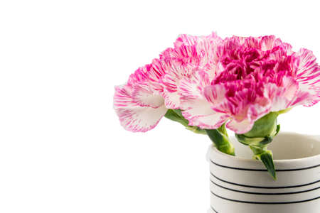 Beautiful pink flower in black/white vase on white backgroundの写真素材