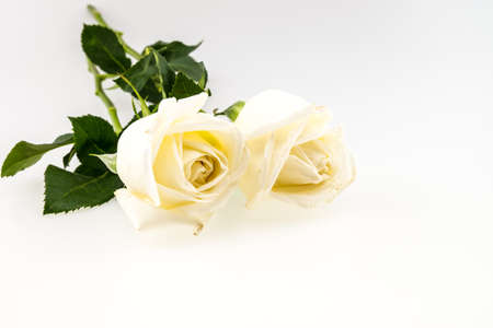 Two white Rose isolated on white backgroundの写真素材