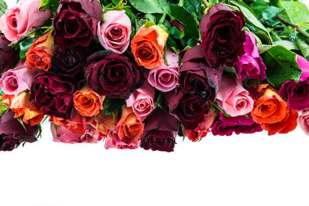 Bouquet of multi-colored roses isolated on whiteの写真素材