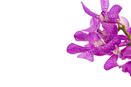Pink mokara orchids isolated on white backgroundの写真素材