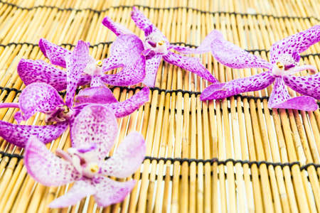 Pink mokara orchids on bamboo backgroundの写真素材