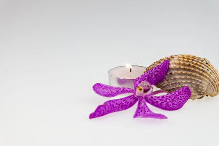 Pink mokara orchids and seashell with tea light candle isolated on white backgroundの写真素材