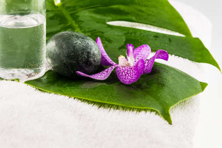 Pink mokara orchids isolated on white backgroundの写真素材