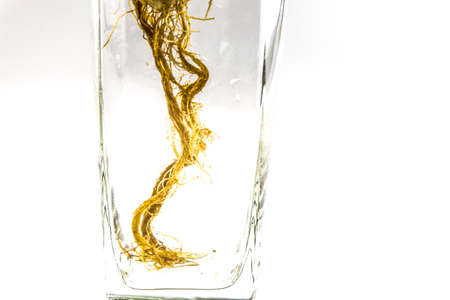 Fresh spinach root in glassの写真素材