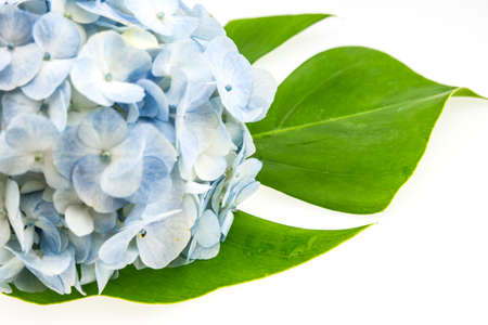 blue hydrangea with green leaf isolated on whiteの写真素材