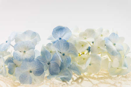 blue/white  hydrangea on  ivory laceの写真素材
