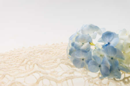 blue/white  hydrangea on  ivory laceの写真素材