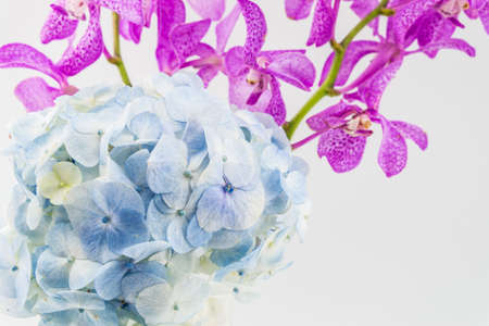 blue hydrangea and pink orchid isolated on whiteの写真素材