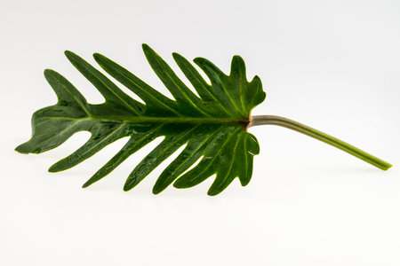 Fresh Green leaf isolated on white backgroundの写真素材