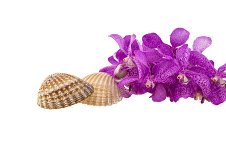 Pink mokara orchids and seashell isolated on white backgroundの写真素材