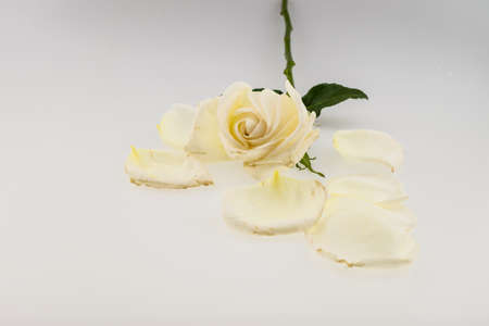 White rose with petal isolated on white backgroundの写真素材