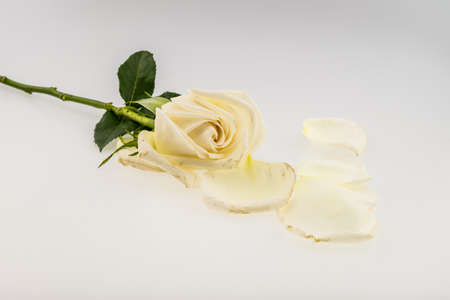White rose with petal isolated on white backgroundの写真素材