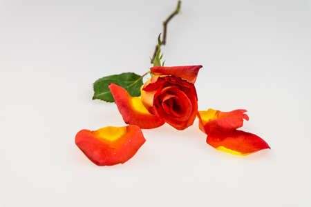 orange rose isolated on whiteの写真素材