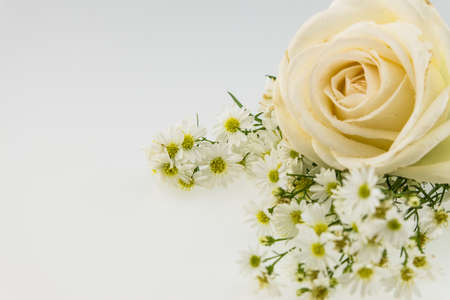 White rose and cutter flower isolate on white backgroundの写真素材